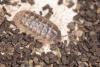 Armadillidium vulgare